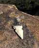 Featured Detail Photo