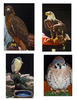 2010-01-16 :1: Fort Bowie Loop :: tibber