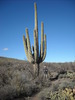 photo thumbnail #8