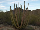 photo thumbnail #10