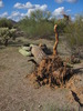 photo thumbnail #15