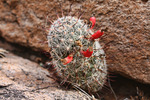 photo thumbnail #4