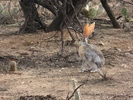 photo thumbnail #5