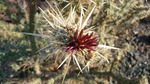 photo thumbnail #6