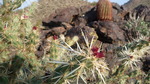 photo thumbnail #8
