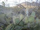 photo thumbnail #4