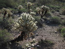 photo thumbnail #2