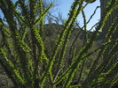 photo thumbnail #5