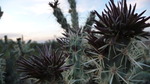 photo thumbnail #8