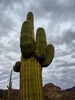 photo thumbnail #13