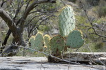 photo thumbnail #2