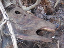 photo thumbnail #4