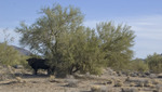 photo thumbnail #4