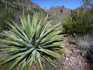 photo thumbnail #4