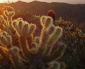 photo thumbnail #5