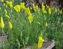 photo thumbnail #7