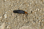 photo thumbnail #10