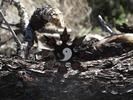 photo thumbnail #1