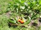 photo thumbnail #3