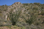 photo thumbnail #7