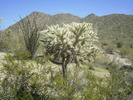 photo thumbnail #10