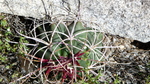photo thumbnail #2