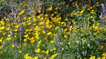 photo thumbnail #15