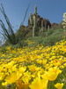 photo thumbnail #6