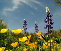 photo thumbnail #13