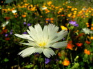 photo thumbnail #15