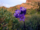 photo thumbnail #12