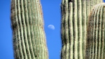 photo thumbnail #13