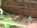 photo thumbnail #5