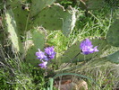 photo thumbnail #4