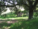photo thumbnail #12