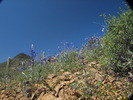 photo thumbnail #3