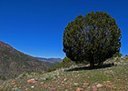 2010-03-20 :1: Boyer Ridge :: Grasshopper