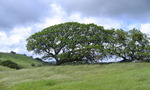 photo thumbnail #11