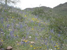 photo thumbnail #8