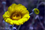 photo thumbnail #12