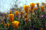 photo thumbnail #13