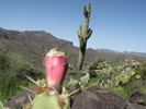 photo thumbnail #8