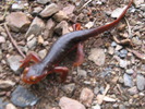 photo thumbnail #11