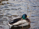 photo thumbnail #10