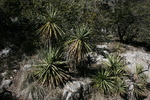 photo thumbnail #12