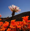 photo thumbnail #11