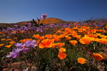 photo thumbnail #12