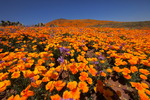 photo thumbnail #13