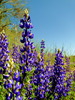 photo thumbnail #11