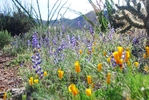 photo thumbnail #6